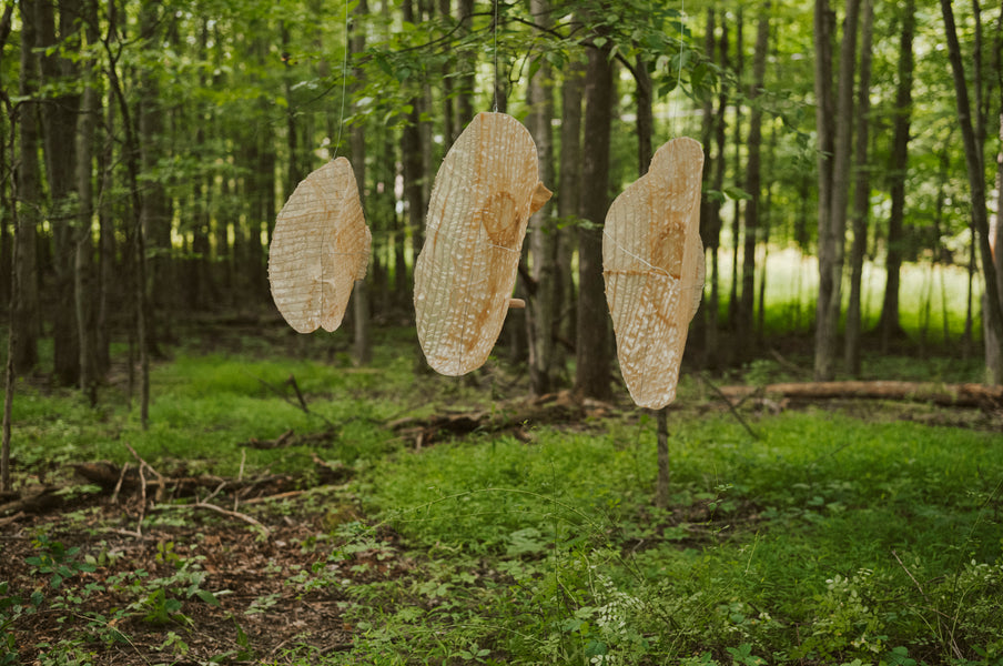 <i>BIG PLATES</i>